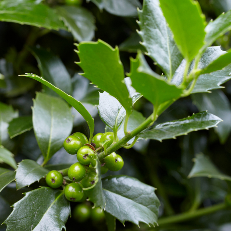 Ilex Heckenstar, Ilex Meserveae