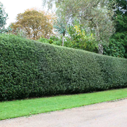 Ilex Tufa Blue Prince, Ilex Meserveae