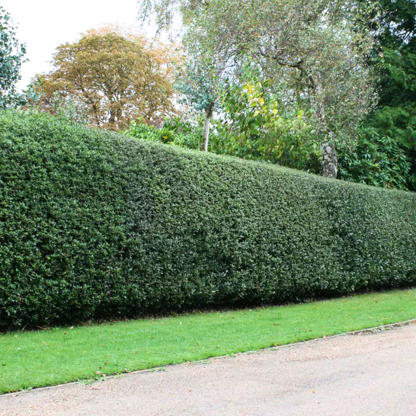 Ilex Tufa Blue Prince, Ilex Meserveae