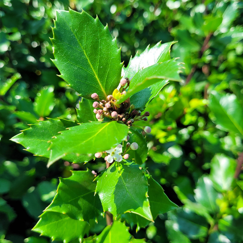 Ilex Tufa Blue Prince, Ilex Meserveae