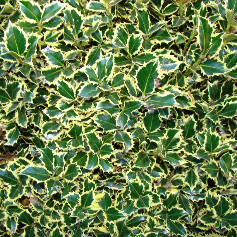 Laur Variegat Glob, Ilex Aquifolium Variegata