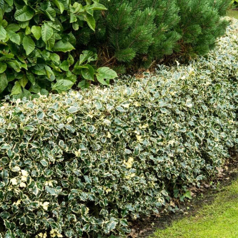 Ilex Ferox Argentea, Ilex Aquifolium