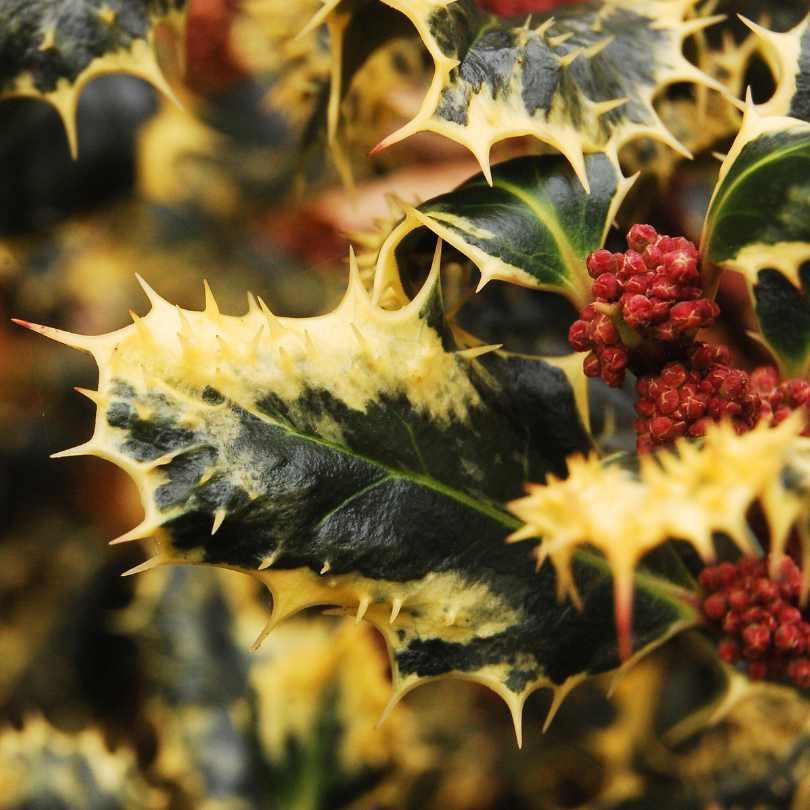 Ilex Ferox Argentea, Ilex Aquifolium