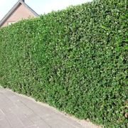 Ilex Variegat Argentea Marginata, Ilex Altaclerensis