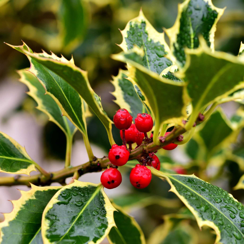 Ilex Variegat Argentea Marginata, Ilex Altaclerensis