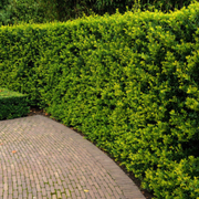 Laur Japonez Glob, Ilex Crenata