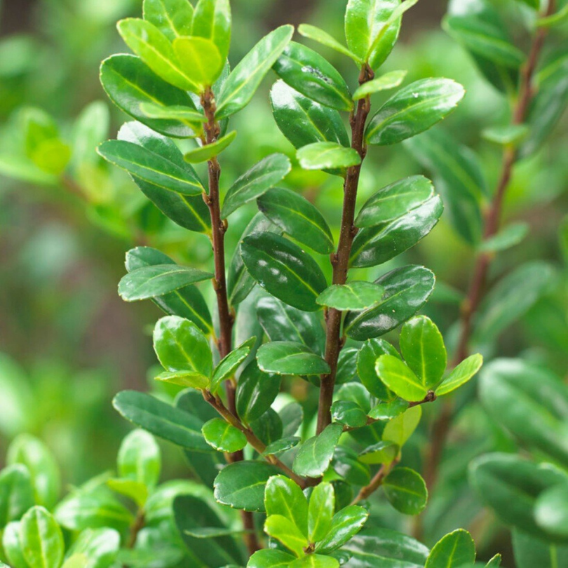 Laur Japonez Glob, Ilex Crenata