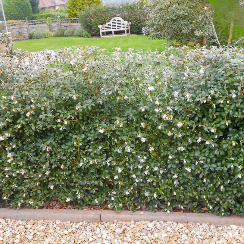 Ilex Fals, Osmanthus Aquifolium