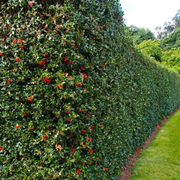 Laur Nelly R. Stevens Piramidal, Ilex Aquifolium Nelly R. Stevens