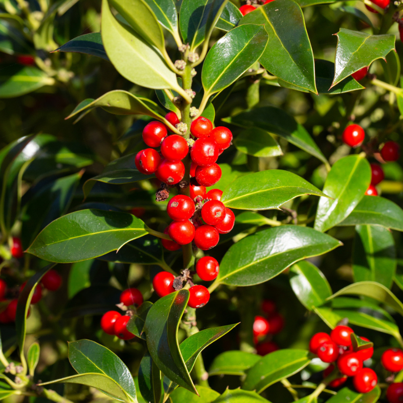 Laur Nelly R. Stevens Tufa, Ilex Aquifolium Nelly R. Stevens