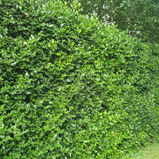 Laur Forcuta Piramidal, Ilex Aquifolium Forcuta Piramidalis