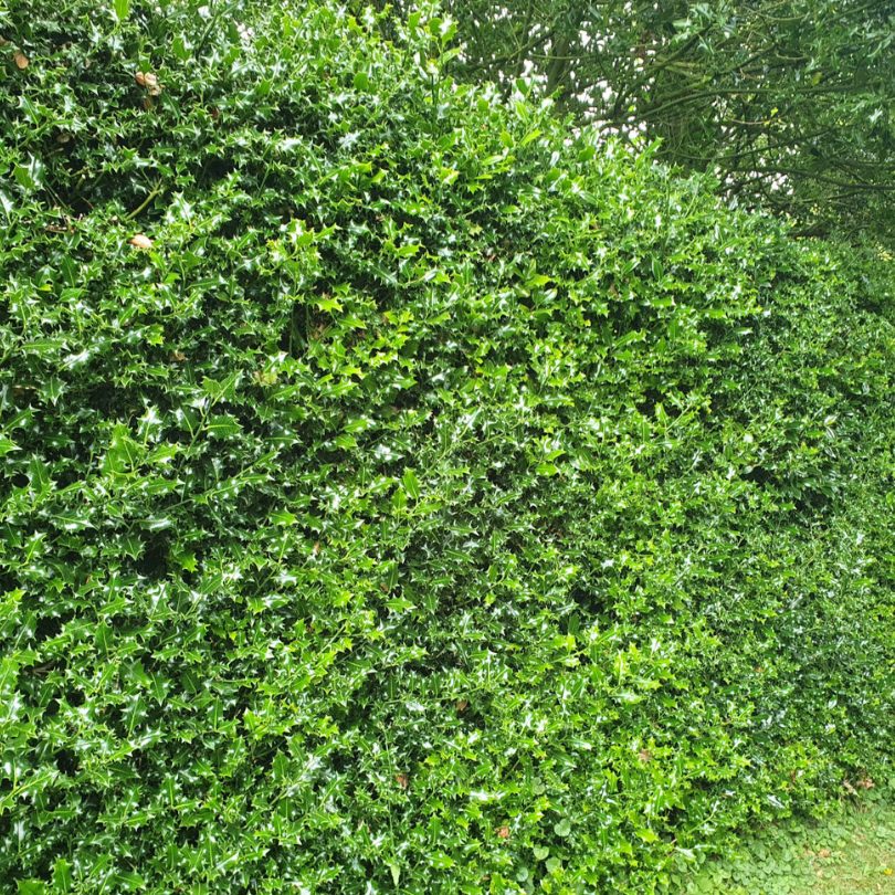 Laur Forcuta Piramidal, Ilex Aquifolium Forcuta Piramidalis