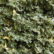 Laur Variegat, Ilex Aquifolium Madame Briot