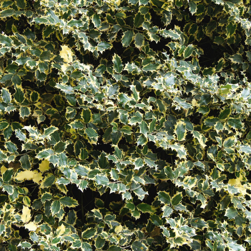 Laur Variegat, Ilex Aquifolium Madame Briot