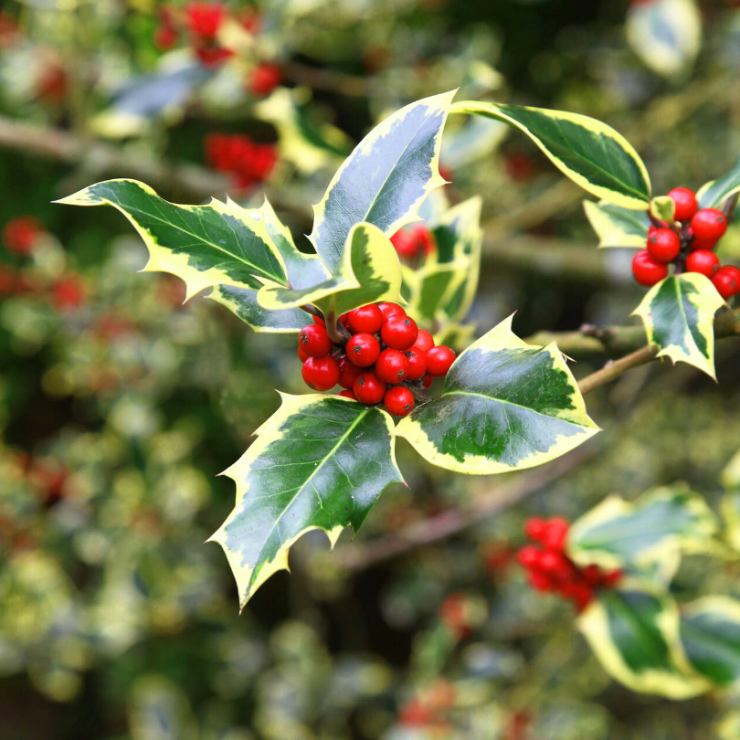 Laur Variegat, Ilex Aquifolium Madame Briot