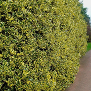 Laur Variegat Palla, Ilex Aquifolium Variegata Palla