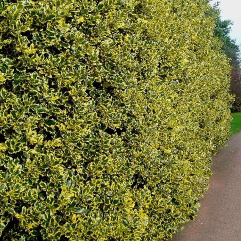 Laur Variegat Palla, Ilex Aquifolium Variegata Palla