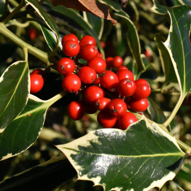 Laur Variegat Palla, Ilex Aquifolium Variegata Palla