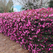 Floarea cu Franjuri Tufa, Loropetalum Chinensis Ever Red