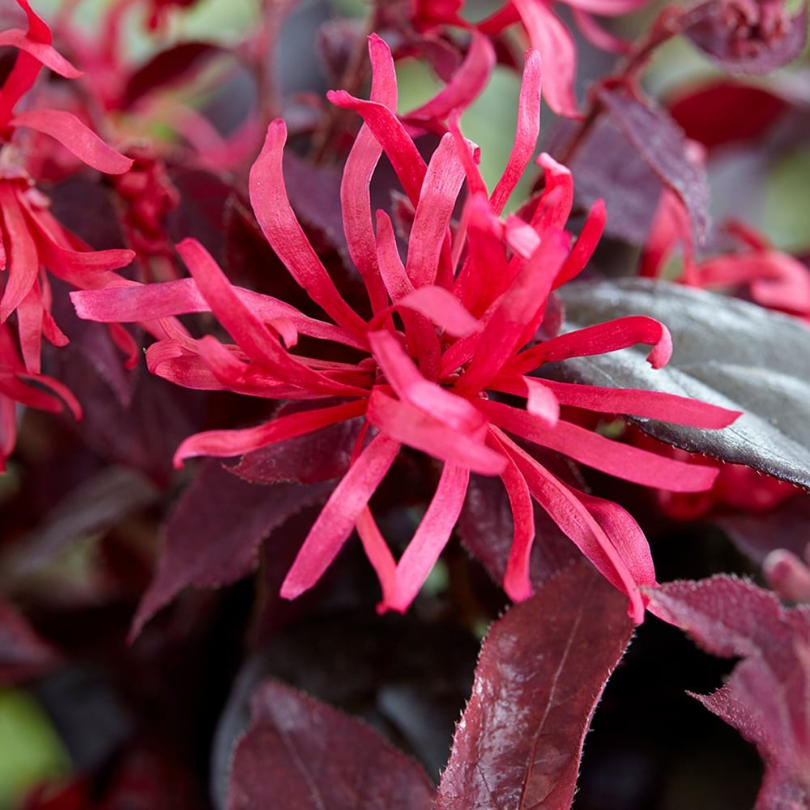 Floarea cu Franjuri Tufa, Loropetalum Chinensis Ever Red