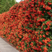 Piracanta cu Fructe Rosii, Pyracantha Coccinea
