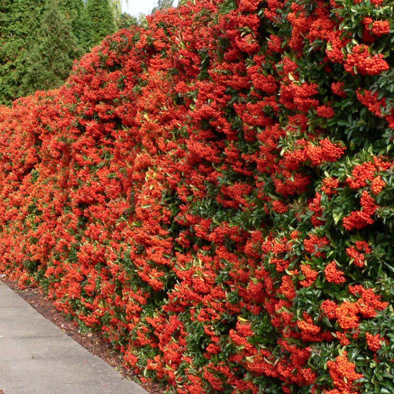 Piracanta cu Fructe Rosii, Pyracantha Coccinea