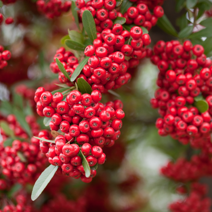 Piracanta cu Fructe Rosii, Pyracantha Coccinea