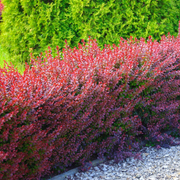 Dracila, Berberis Thunbergii