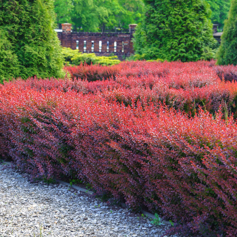 Dracila, Berberis Thunbergii