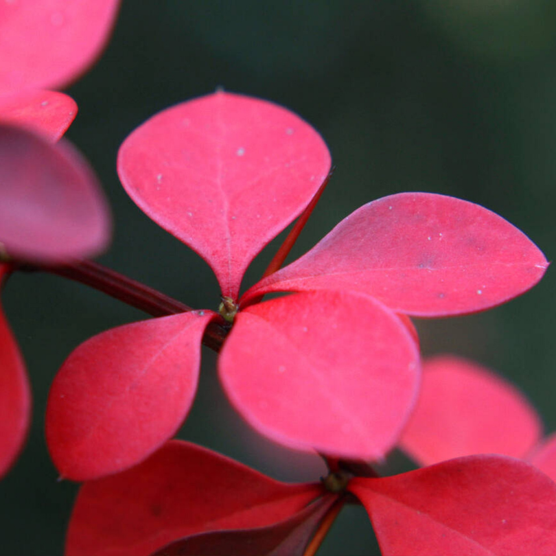 Dracila, Berberis Thunbergii