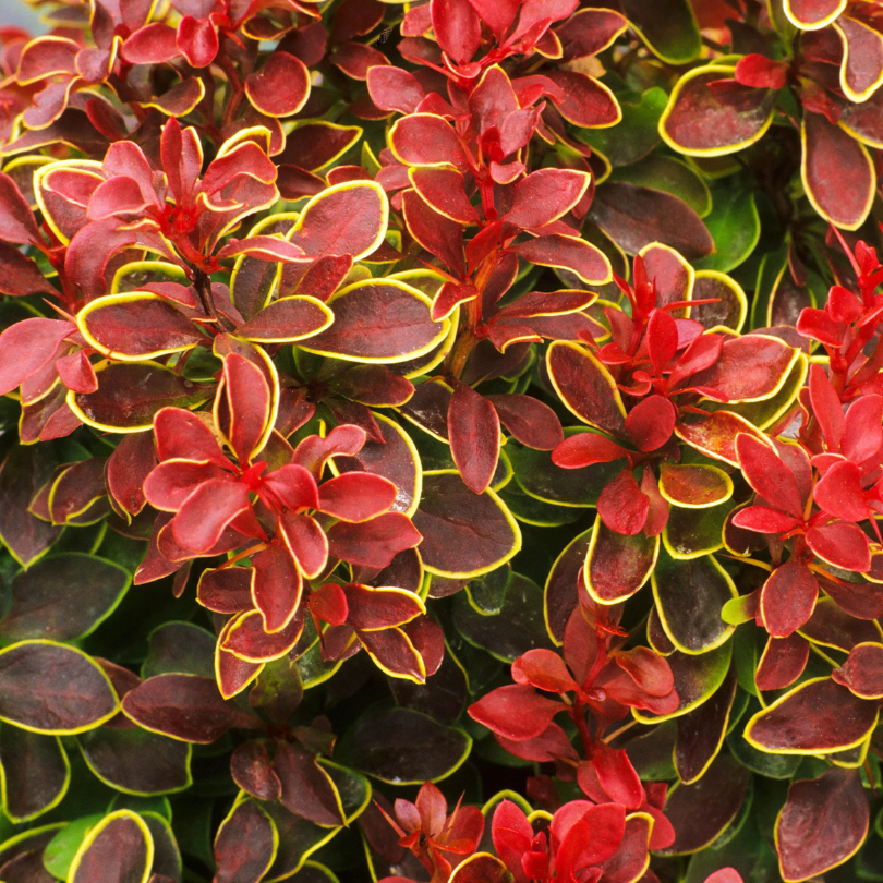 Dracila Admiration, Berberis Thunbergii