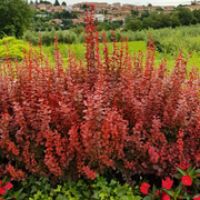 Dracila Admiration, Berberis Thunbergii