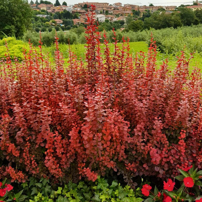 Dracila Admiration, Berberis Thunbergii