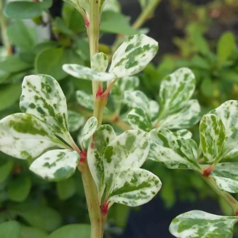 Dracila Argintie, Berberis Thunbergii Silver Beauty