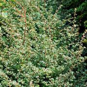 Dracila Argintie, Berberis Thunbergii Silver Beauty