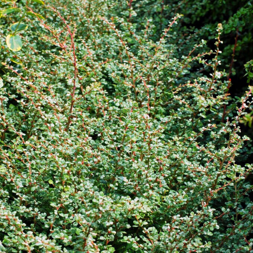 Dracila Argintie, Berberis Thunbergii Silver Beauty