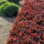 Dracila Bagatelle, Berberis Thunbergii