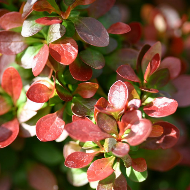 Dracila Bagatelle, Berberis Thunbergii