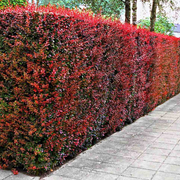 Dracila, Berberis Thunbergii Atropurpurea