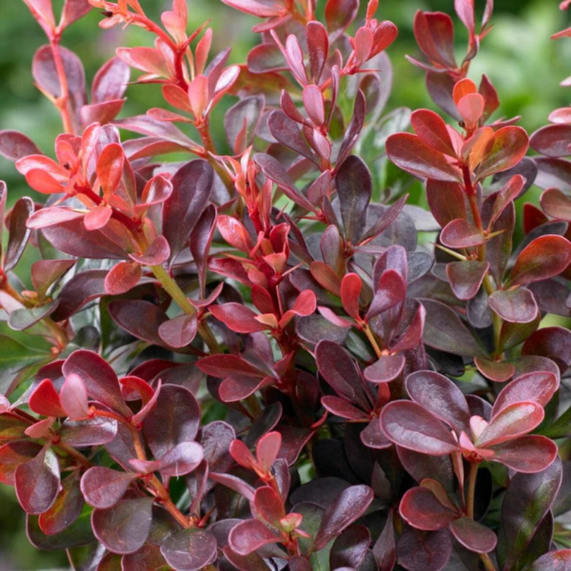 Dracila, Berberis Thunbergii Atropurpurea