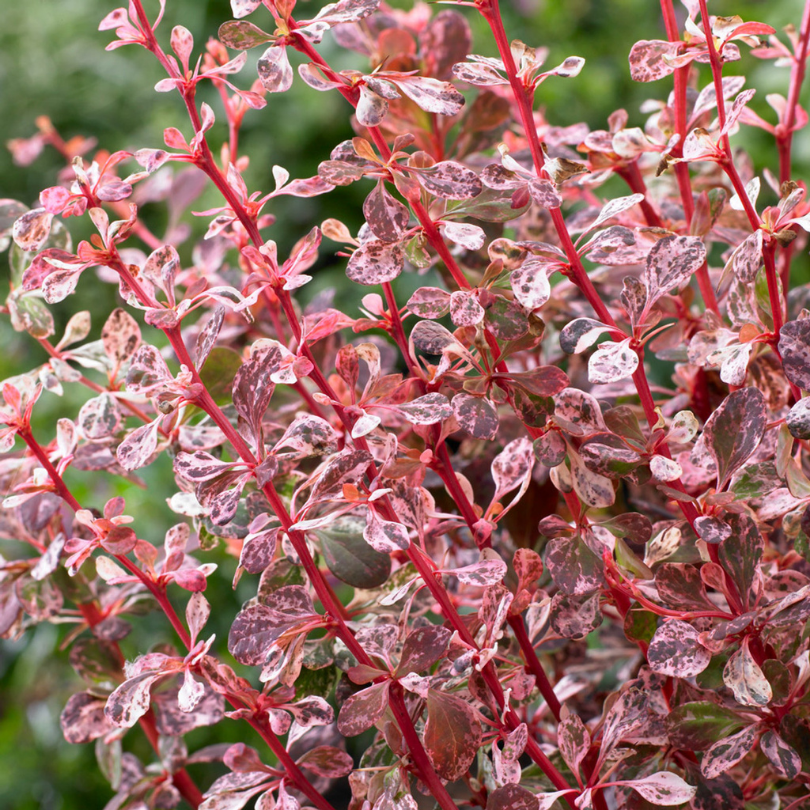 Dracila, Berberis Thunbergii Harlequin