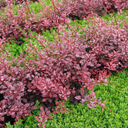 Dracila, Berberis Thunbergii Harlequin