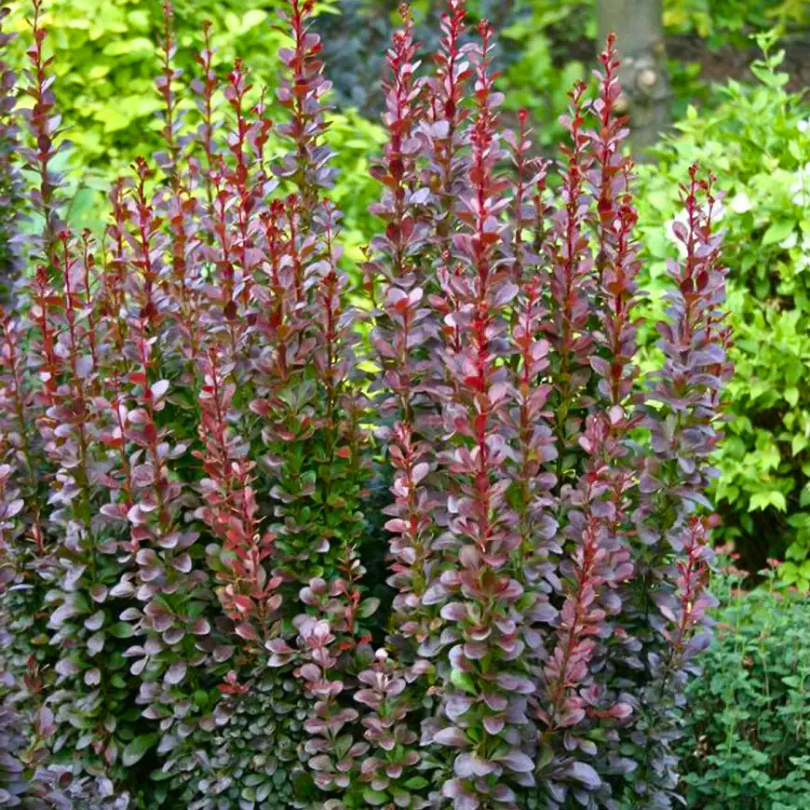 Dracila Chocolate Summer, Berberis Thunbergii