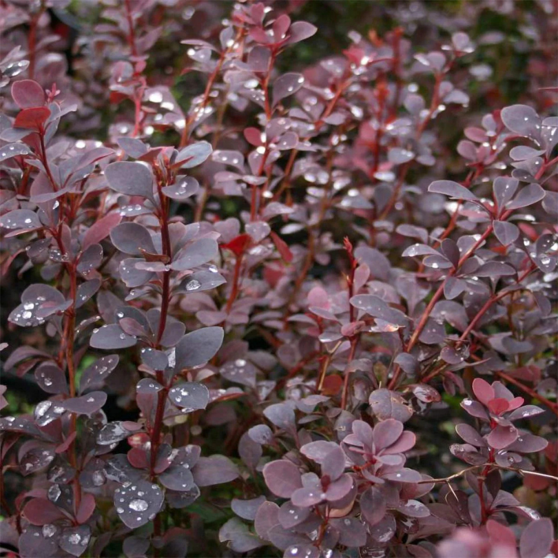 Dracila Chocolate Summer, Berberis Thunbergii