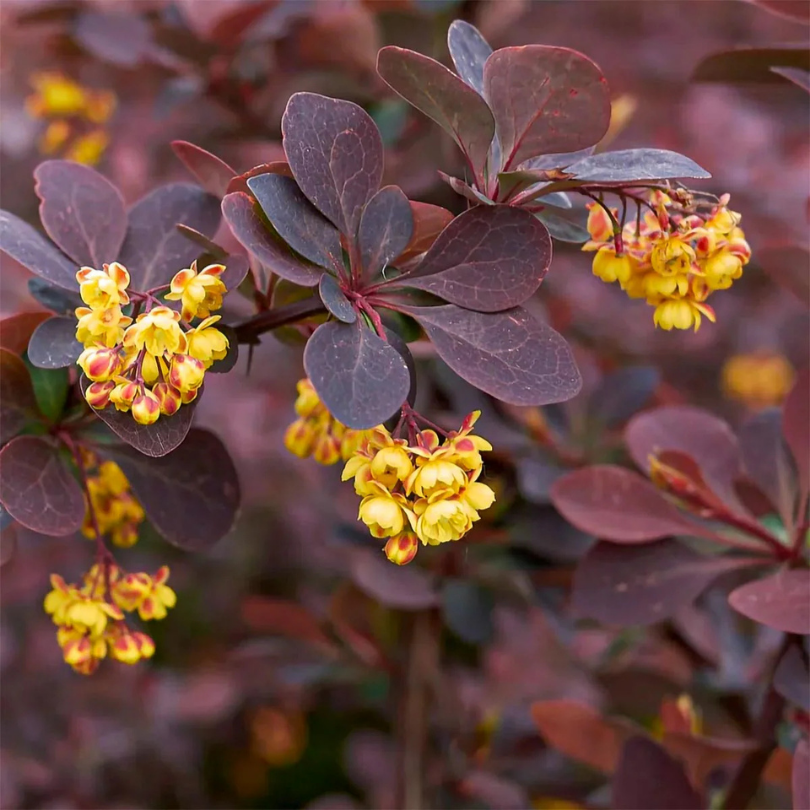 Dracila Chocolate Summer, Berberis Thunbergii