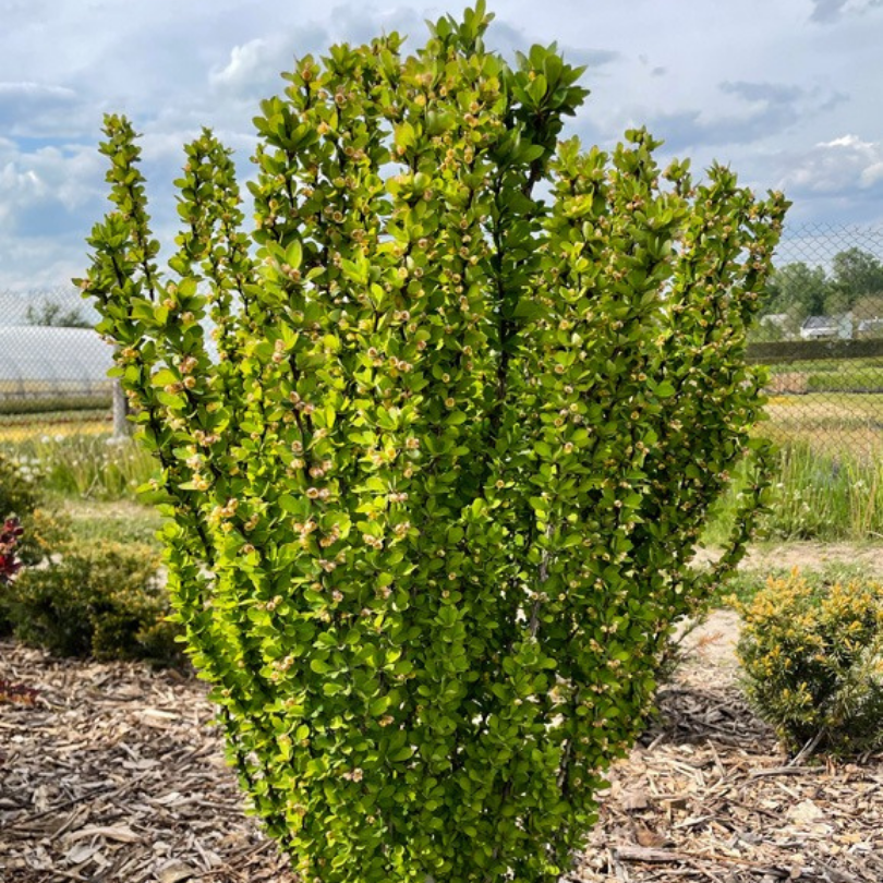 Dracila Erecta, Berberis Thunbergii