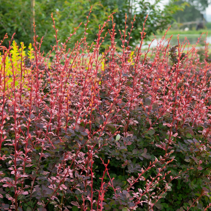 Dracila Flamingo, Berberis Thunbergii Flamingo