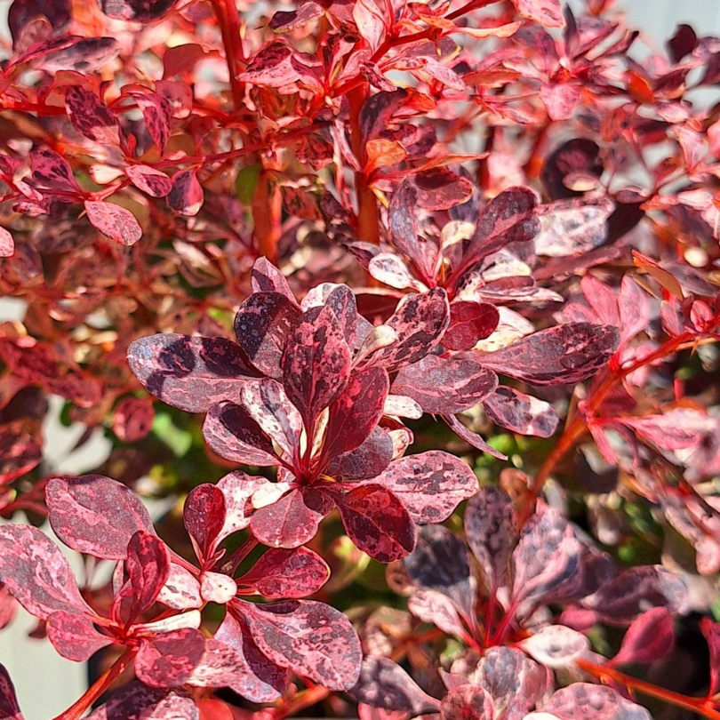 Dracila Flamingo, Berberis Thunbergii Flamingo