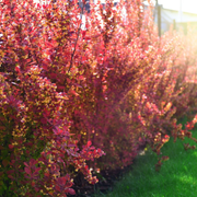 Dracila Florence, Berberis Thunbergii