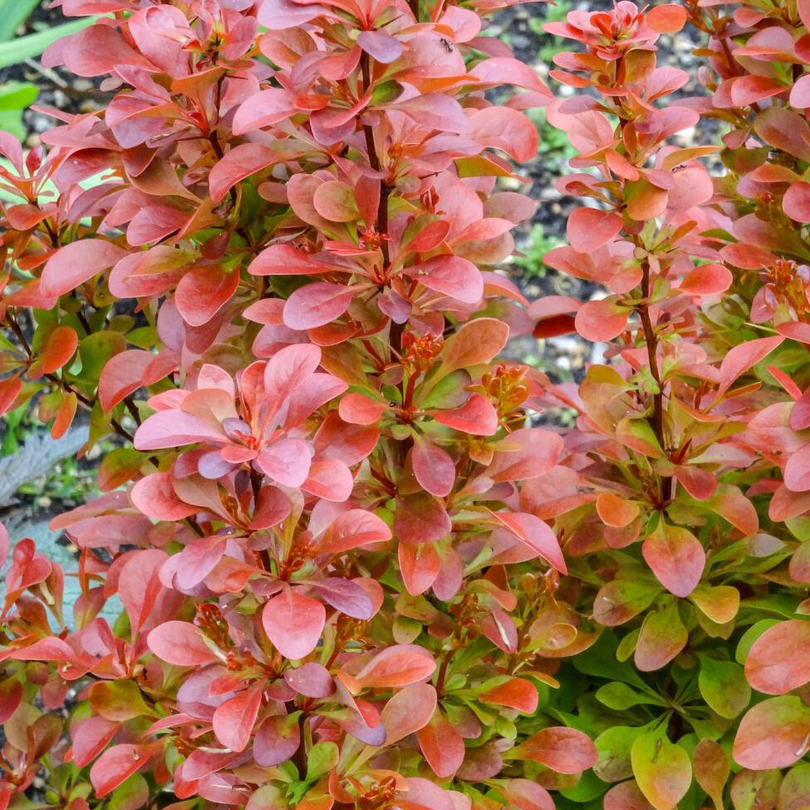 Dracila Florence, Berberis Thunbergii